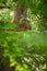 Adult Barred Owl eating a small captured pray