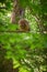 Adult Barred Owl eating a small captured pray