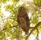 Adult barred owl sleeping during the day