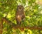 Adult barred owl (Strix varia) sleeping during day time on oak tree branch, yellow light