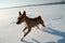 Adult basenji dog running in the snow