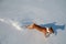 Adult basenji dog running in the snow