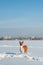 Adult basenji dog running in the snow