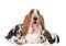 Adult basset hound dog and puppies. isolated on white background