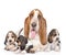 Adult basset hound dog and puppies. isolated on white background