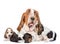 Adult basset hound dog and puppies. isolated on white background