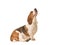 Adult basset hound sitting seen from the side looking up