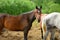 The adult bay trotter is standing in the herd in outdoors