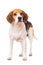 Adult beagle dog isolated on white background