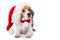 Adult beagle dog with santa hat