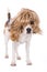 Adult beagle dog with wig isolated on white background