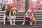 Adult beagle and English bulldog pup