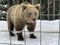 An adult bear in a snowy forest. Brown bear on the background of the winter forest. Rehabilitation center for brown bears. Park