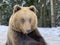 An adult bear in a snowy forest. Brown bear on the background of the winter forest. Rehabilitation center for brown bears. Park