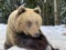 An adult bear in a snowy forest. Brown bear on the background of the winter forest. Rehabilitation center for brown bears. Park