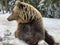 An adult bear in a snowy forest. Brown bear on the background of the winter forest. Rehabilitation center for brown bears. Park