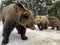 An adult bear in a snowy forest. Brown bear on the background of the winter forest. Rehabilitation center for brown bears. Park