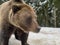 An adult bear in a snowy forest. Brown bear on the background of the winter forest. Rehabilitation center for brown bears. Park