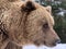 An adult bear in a snowy forest. Brown bear on the background of the winter forest. Rehabilitation center for brown bears. Park