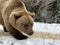 An adult bear in a snowy forest. Brown bear on the background of the winter forest. Rehabilitation center for brown bears. Park