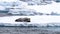 Adult bearded seal reclines on an ice floe in Svalbard