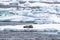 Adult bearded seal sleeps on an ice floe in Svalbard