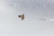 Adult bearded vulture gypaetus barbatus in flight, snow, winte