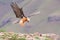 Adult bearded vulture landing on a rock ledge