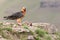 Adult bearded vulture landing on rock ledge where bones are available