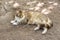 Adult beautiful multicolored cat lying on the ground.