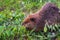 Adult Beaver Castor canadensis Chews on Leafy Branch Summer