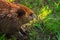 Adult Beaver Castor canadensis Looks Right From Ground Summer