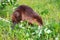 Adult Beaver Castor canadensis Looks Up Tail Flipped Forward Summer
