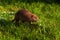 Adult Beaver Castor canadensis Runs Right in Grass Summer