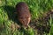 Adult Beaver Castor canadensis Walks Below Summer