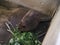 An adult beaver eats a plant in a nursery. Animal protection concept. Nature biosphere reserve in Voronezh Oblast