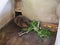 An adult beaver eats a plant in a nursery. Animal protection concept. Nature biosphere reserve in Voronezh Oblast