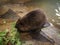 An adult beaver eats a plant in a nursery. Animal protection concept. Nature biosphere reserve in Voronezh Oblast