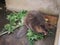 An adult beaver eats a plant in a nursery. Animal protection concept. Nature biosphere reserve in Voronezh Oblast