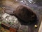 An adult beaver eats a plant in a nursery. Animal protection concept. Nature biosphere reserve in Voronezh Oblast
