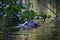 An adult beaver eats wound leaves