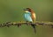 An adult bee-eater sits Merops apiaster