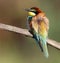 An adult bee-eater sits Merops apiaster
