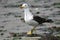 Adult Belcher`s gull on the beach
