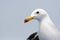 Adult Belcher`s gull close up