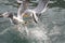Adult Belcher`s gulls fighting over a fish