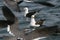 Adult Belcher`s gulls sitting on the ocean