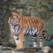 Adult Bengal tiger portrait