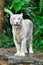 Adult Bengal White Tiger