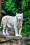 Adult Bengal White Tiger